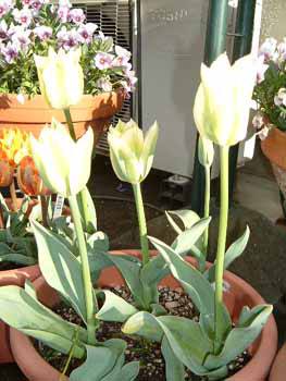 �X�v�����O�O���[��