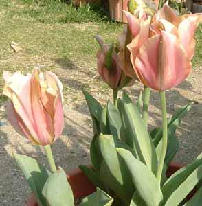 �`���[���b�v�̃A�[�e�B�X�g�@19KB