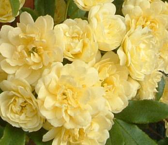 ���b�R�E�o���g��@18KB