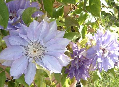 �N���}�`�X�@�V���i�������d�j�@29KB