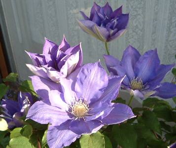 �N���}�`�X�@�g�e�����O�i�Z������d�j�@20KB