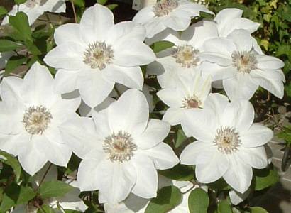 �N���}�`�X �~�X�E�x�[�c�}���i����d�j 24KB