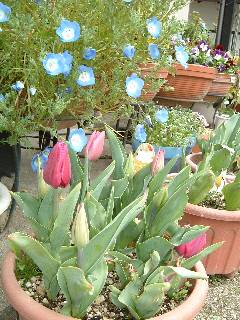 �l���t�B��