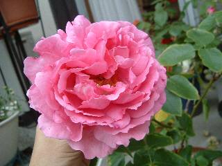 �C�u�s�A�b�`�F