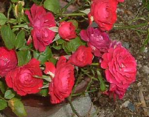 �������s���N