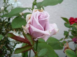 �}���؃u���[