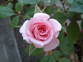 �j���[���[�N