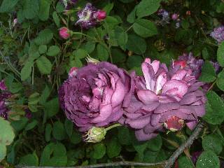 �J�[�W�i��