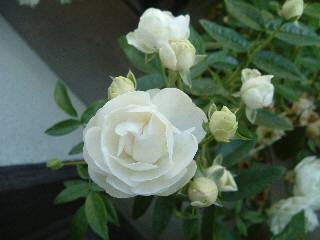 �}�U�[�Y�f�C