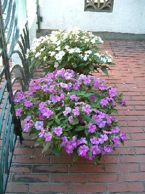 �C���p�`�F���X�Q