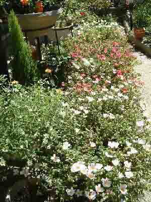 �|�[�`�����J