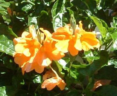 �N���T���h���Q