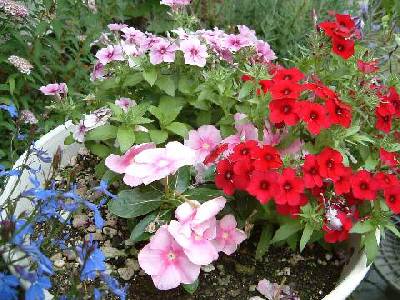 �t���b�N�X