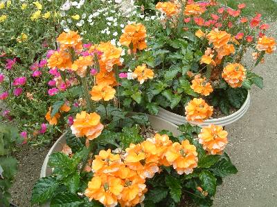 �N���T���h��