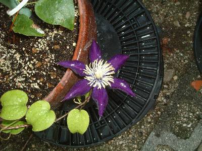 �N���}�`�X