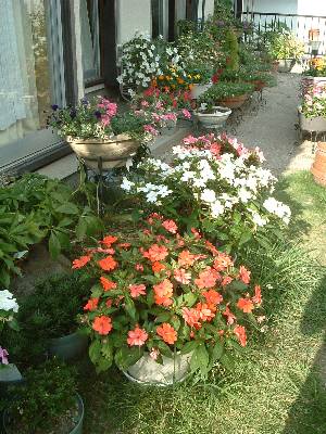 �T���p�`�F���X