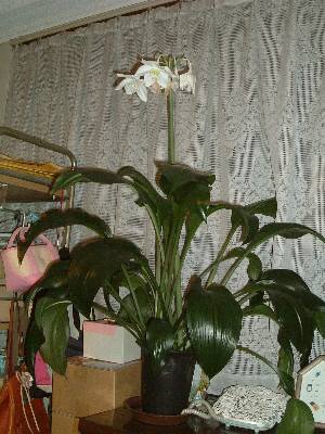 ���[�`�����X