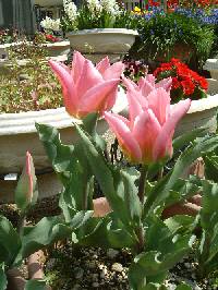 �`���[���b�v2