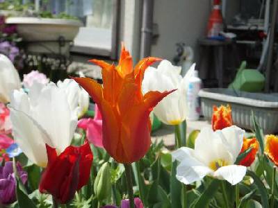 �o�����[�i