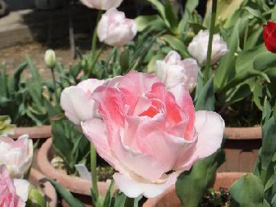 �A���W�F���P