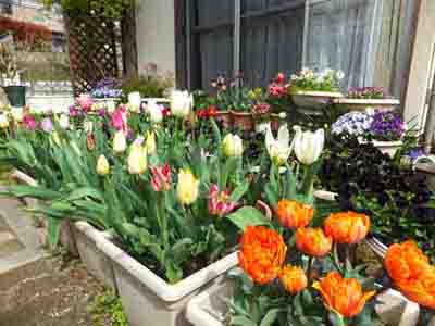 �I�����W�v�����Z�X