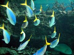 �E���C�����h�L