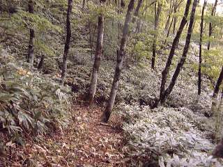 笹の刈られた登山道